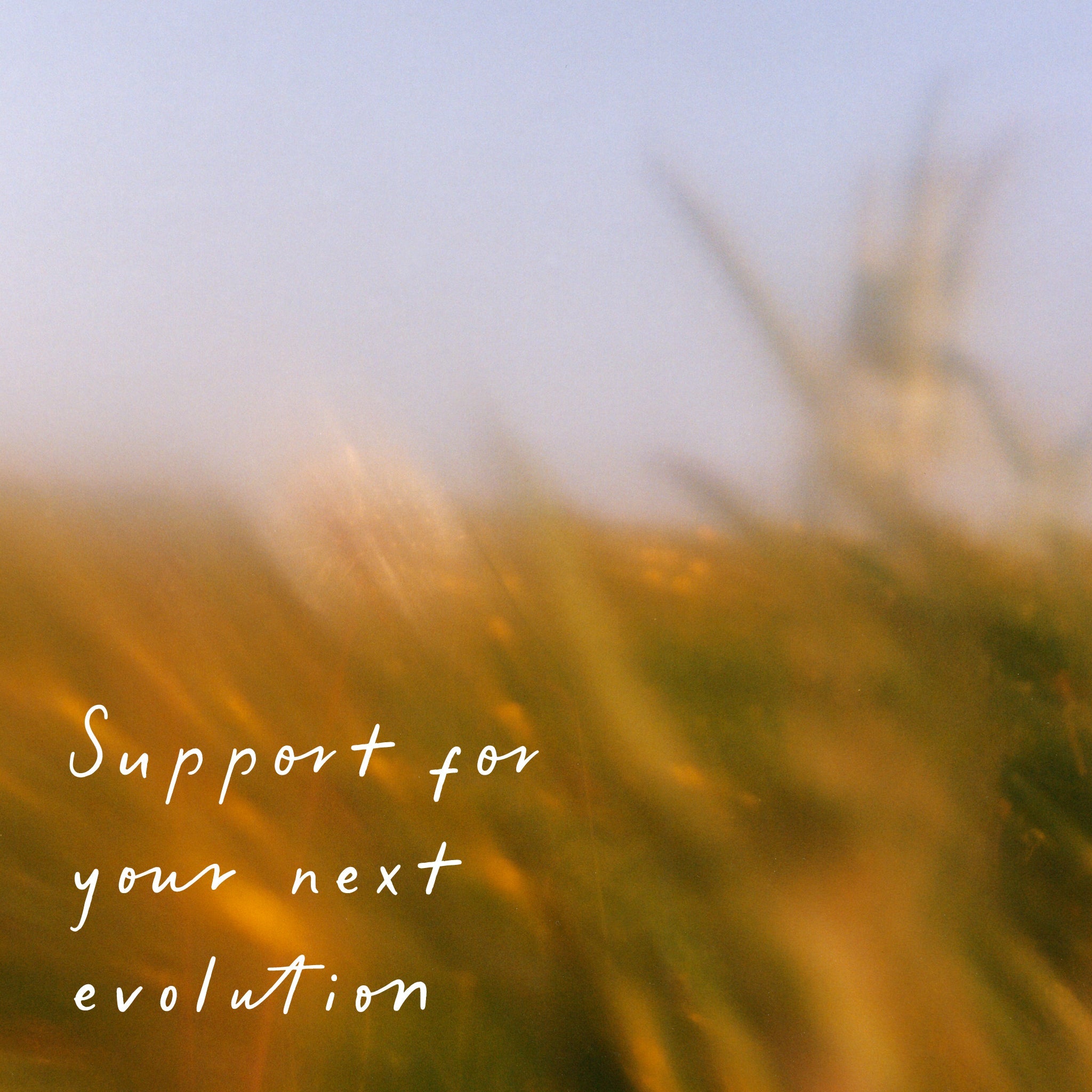 Wild Nutrition Weight Management Support - 3 Month Supply for Metabolic Health & Weight Management